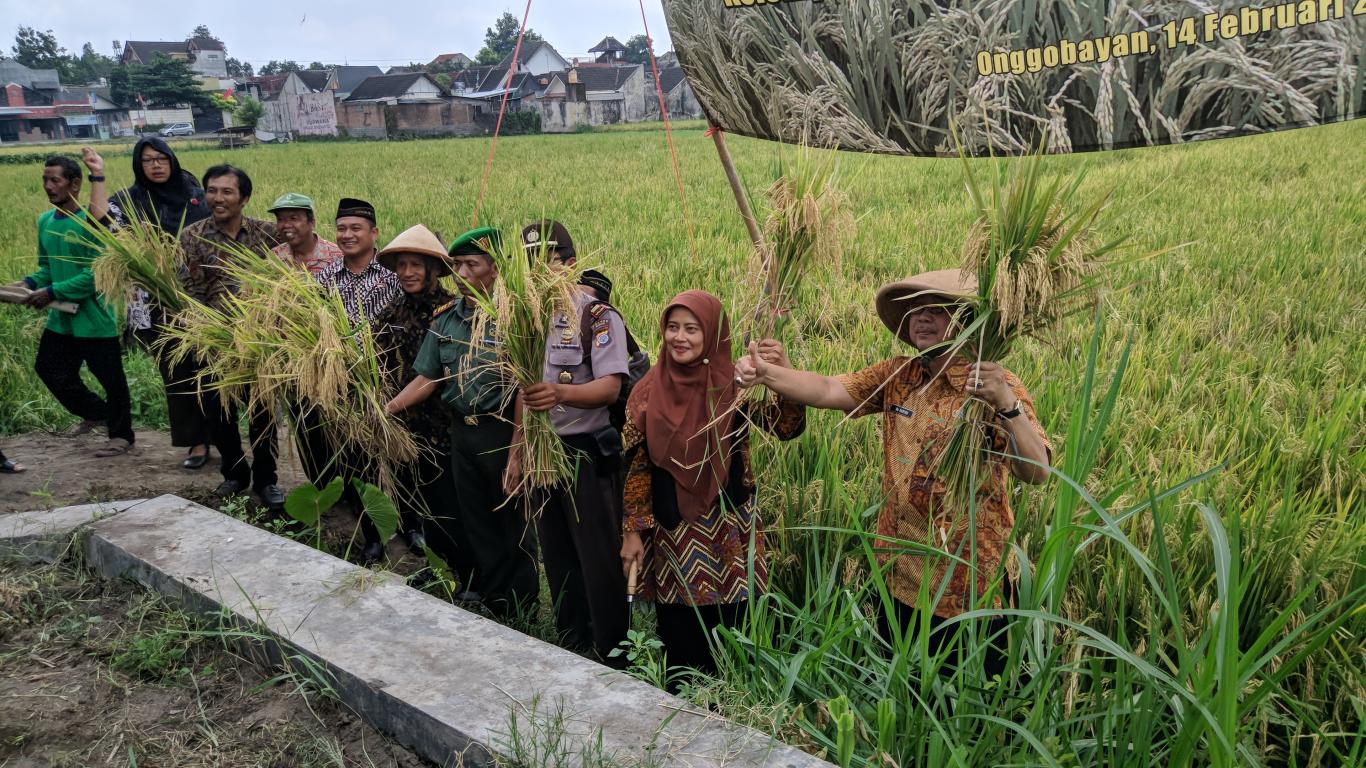 Panen Raya Padi Hibrida di Bulak Onggobayan bersama Pemerintah Desa Ngestiharjo